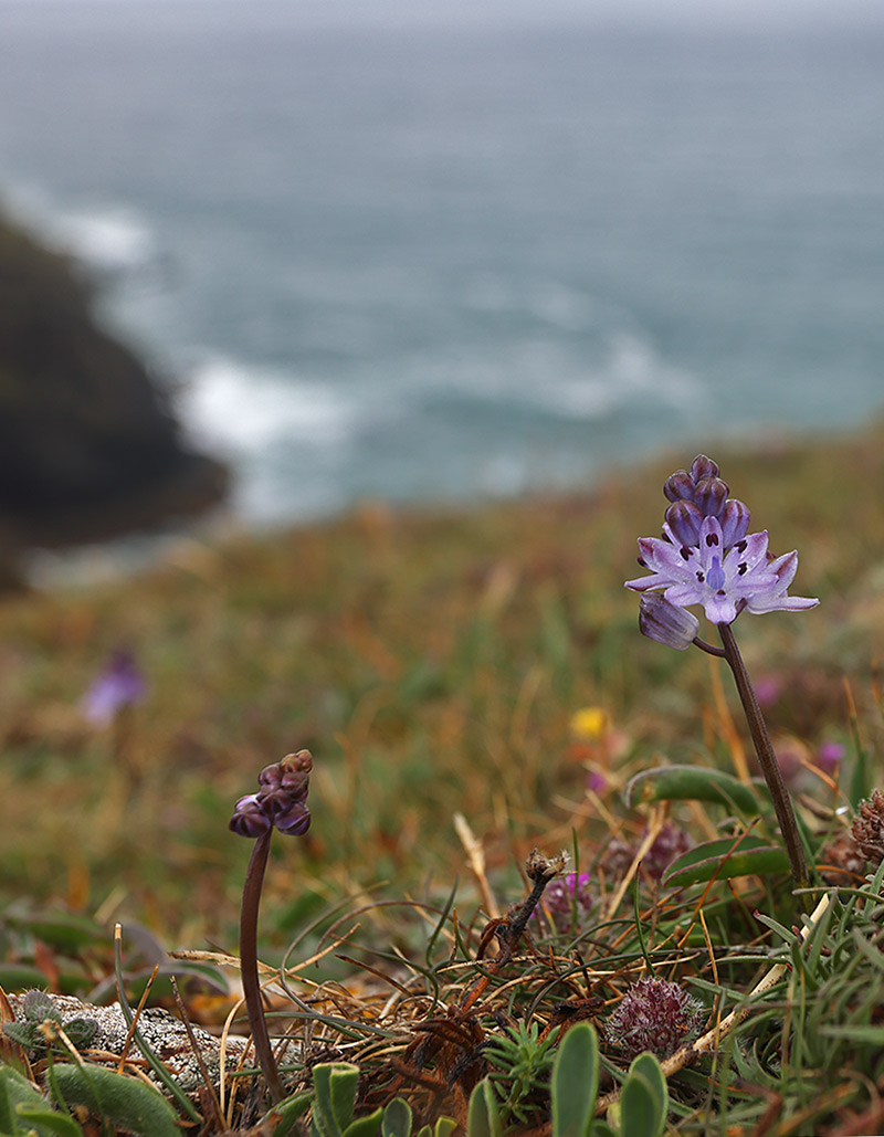 Autumn squill